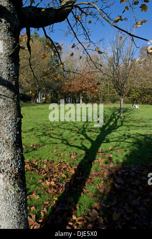 Lange Schatten von einer ornamentalen Garten Ahornbaum über grünen Rasen mit abgefallenen Blättern an einem schönen Tag im späten Herbst Stockfoto
