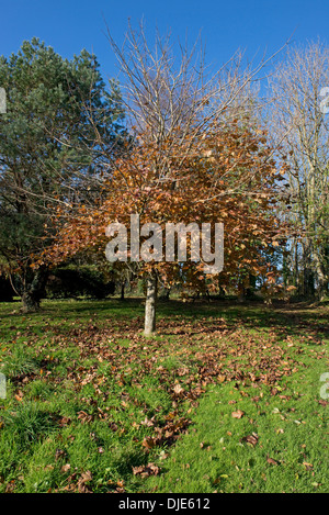 Ornamentalen Garten Ahorn, Acer, mit Herbstlaub und grasgrün mit abgefallenen Blättern auf einem feinen Novembertag. Stockfoto