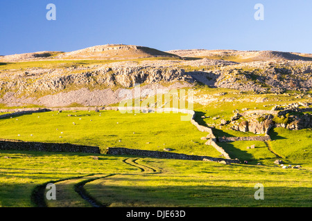 Robin aufsichtführenden Narbe, einem Kalksteinfelsen zwischen Clapham und Austwick in den Yorkshire Dales, UK. Stockfoto