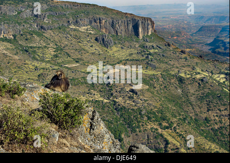 einen männlichen Gelada Pavian beobachten das äthiopische Rift valley Stockfoto