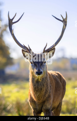 Porträt des majestätischen mächtigen Erwachsenen Rotwild-Hirsch im Herbst Stockfoto