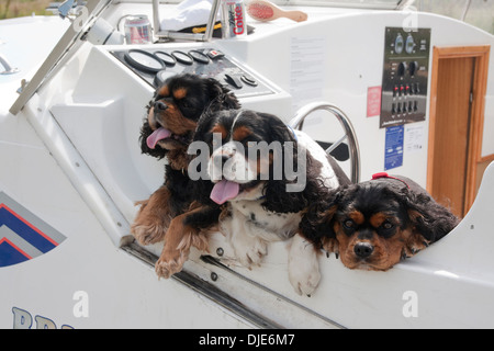 Cocker und zwei king Charles spaniel beugte sich über den Rand des Bootes Stockfoto