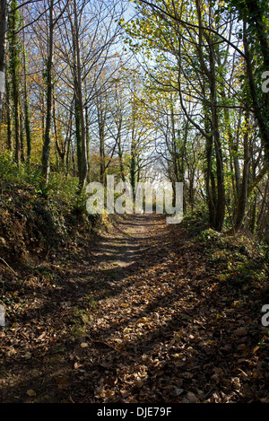 A footpath with fallen leaves through woodland on the Devon Coast of England in autumn Stockfoto