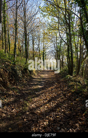 Ein Fußweg mit abgefallenen Blättern durch den Wald an der Devon Küste Englands im Herbst Stockfoto