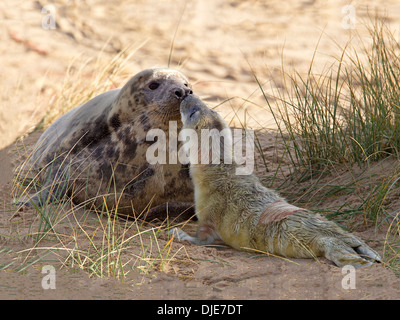 Graue Dichtung Kuh mit neugeborenen Welpen am Strand Stockfoto