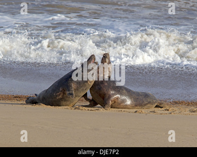 Graue Dichtung paar am Strand am Wasser Stockfoto