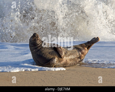 Bull Kegelrobben Rollen in surf Stockfoto