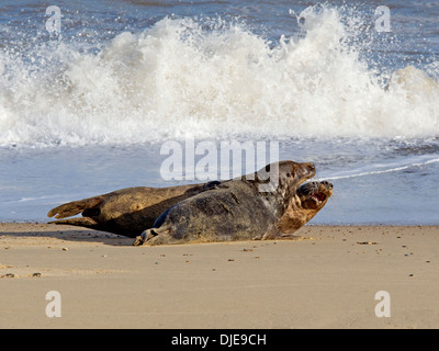 Graue Dichtung paar am Wasser-Rand Stockfoto