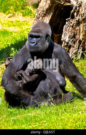 Gorilla mit Baby am Durrell Wildlife Park, Jersey, Kanalinseln Stockfoto