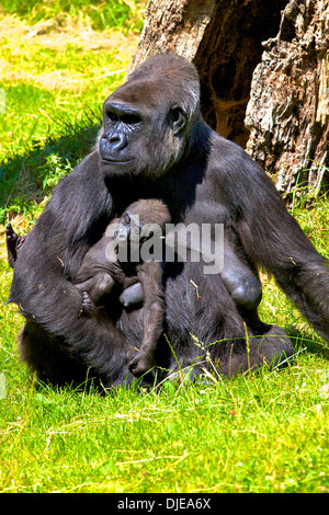 Gorilla mit Baby am Durrell Wildlife Park, Jersey, Kanalinseln Stockfoto