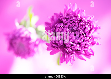 schöne sommerliche Astern, ein Wohlfühl Bild Jane Ann Butler Fotografie JABP864 Stockfoto