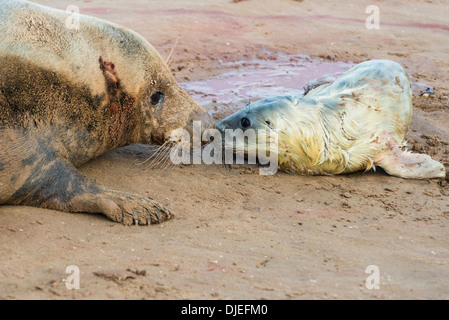 Neugeborene grau seal Pup (Halichoerus Grypus) am Strand mit seiner Mutter, Donna Nook, UK Stockfoto