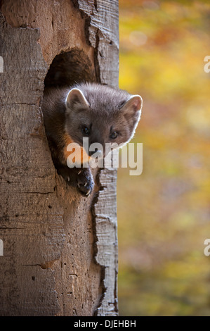 Europäischen Baummarder (Martes Martes) Schwellen- und auf der Suche von Specht Nest Loch im Baum im herbstlichen Wald Stockfoto