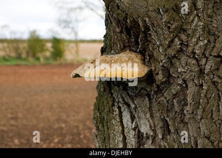 Halterung Pilze wachsen auf Baumstamm, Mathern nahe Chepstow, Monmouthshire, Wales. Stockfoto