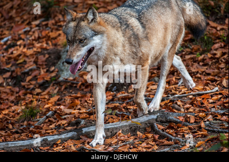 Nahaufnahme eines europäischen graue Wolf (Canis Lupus) im herbstlichen Wald laufen Stockfoto