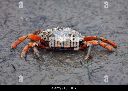 Europäische Shore Crab / grüne Krabbe (Carcinus Maenas), alien invasive Arten bei Ebbe am Strand entlang der Nordsee Stockfoto