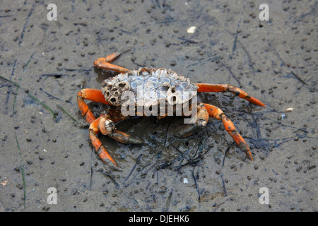 Europäische Shore Crab / grüne Krabbe (Carcinus Maenas), alien invasive Arten bei Ebbe an der Nordsee Stockfoto