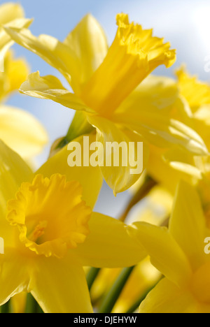 Nahaufnahme des Abschnitts einer Gruppe von Narzissen Narcissus stark beleuchtete vor blauem Himmel Stockfoto