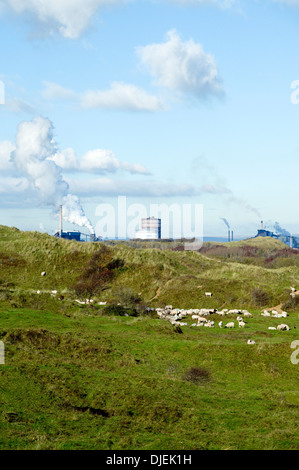 Schafherde mit Port Talbot Steel Works in Ferne, Qualitätsorientierung Burrows national Nature Reserve ordentlich Porthcawl, Wales. Stockfoto