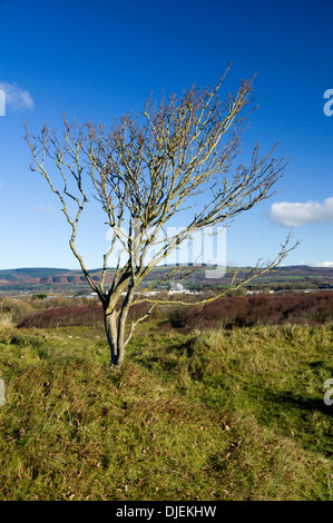 Qualitätsorientierung National Nature Reserve, in der Nähe von Port Talbot, South Wales. Stockfoto