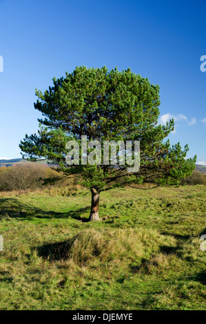 Qualitätsorientierung National Nature Reserve, in der Nähe von Port Talbot, South Wales. Stockfoto