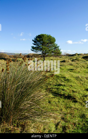 Qualitätsorientierung National Nature Reserve, in der Nähe von Port Talbot, South Wales. Stockfoto