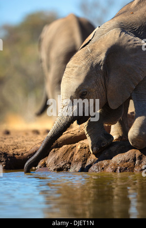 Afrikanischer Elefant (Loxodonta Africana) Elefantenbaby trinken an einem Wasserloch im Mashatu Wildreservat. Botswana Stockfoto