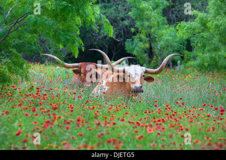 Longhorns ruhen in einem Feld von Texas Wildblumen im Herzen des Texas Hill Country. Stockfoto