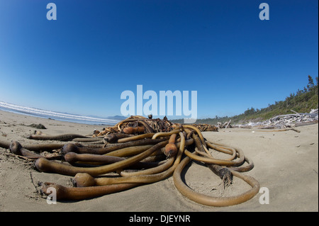 Stier, Seetang (Nereocystis Luetkeana) AKA Giant Kelp, Bullwhip Seetang, riesige Kelp, Blase Wrack, BC, Kanada Stockfoto