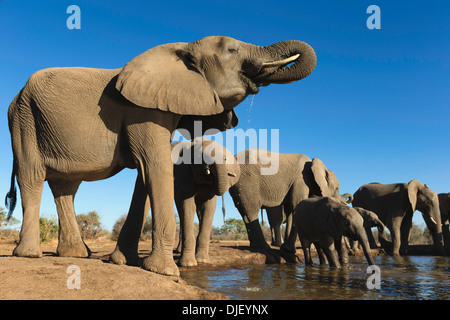 Afrikanischer Elefant (Loxodonta Africana) kleine Gruppe von Elefanten an einem Wasserloch im Mashatu Wildreservat trinken. Botswana Stockfoto