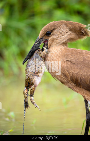 Hamerkop (Scopus Umbretta) einen Frosch zu essen. Lake Nakuru National Park.Kenya Stockfoto