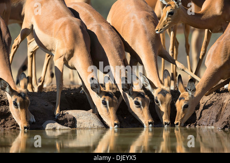 Impala (Aepyceros Melampus) trinken am Wasserloch. Mashatu Wildreservat. Botswana Stockfoto