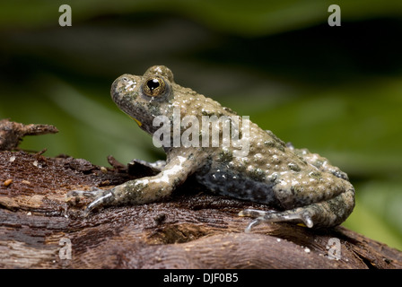 Gelbbauchunke, Geburtshelferkröte variegata Stockfoto