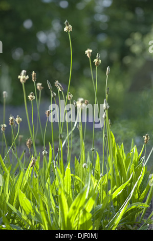 Plantago lanceolata Stockfoto