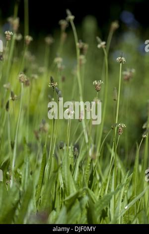 Plantago lanceolata Stockfoto