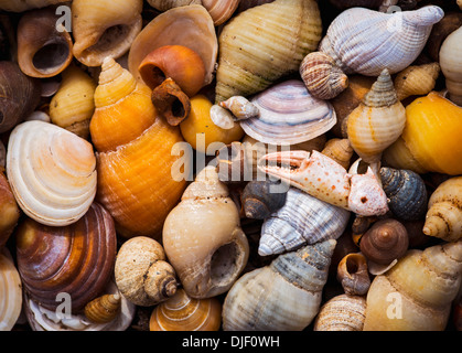 Verschiedene Muscheln Stockfoto