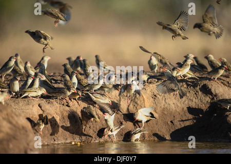 Rot-Billed Webervögeln (Webervögeln Webervögeln) trinken an einem Wasserloch im Mashatu Wildreservat. Botswana Stockfoto