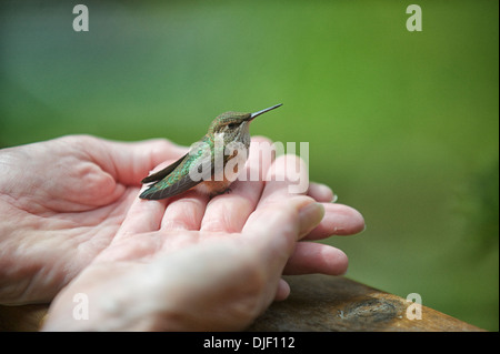 Weibliche Rufous Kolibri ruht auf Seite Gabriola Island, British Columbia, Kanada Stockfoto