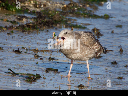 Die unreife Westmöwe isst Seestern Stockfoto