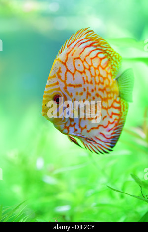 tropischen Diskusfische im aquarium Stockfoto