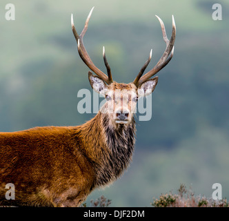 Rotwild-Hirsch auf Exmoor Stockfoto