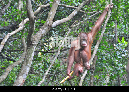 Junge Orang-Utan vorbereitet für Rückkehr zum Wild - Borneo sitzt im Baum gerettet Stockfoto