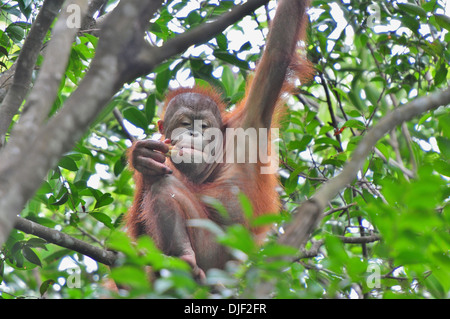 Young gerettet Orang-Utan vorbereitet für Rückkehr zum Wild - Borneo sitzt im Baum essen Stockfoto