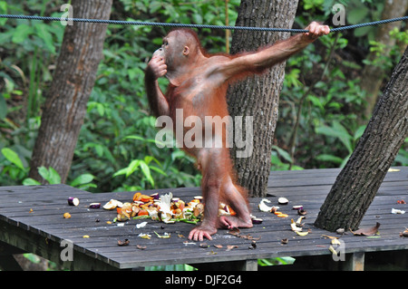 Junger Orang-Utan vorbereitet für Rückkehr zum Wild - Borneo aufrecht auf Einlauftisch gerettet Stockfoto