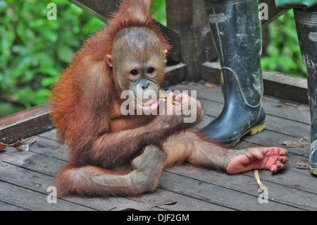 Young gerettet vorbereitet für Rückkehr zum Wild - Borneo Orang-Utan: mit Halter Stockfoto