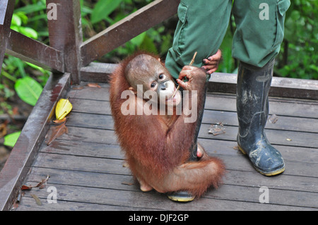 Young gerettet vorbereitet für Rückkehr zum Wild - Borneo Orang-Utan: mit Halter Stockfoto