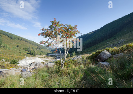 Wicklowberge, Irland im winter Stockfoto