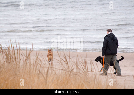 Mann mit einem schwarzen Labrador und golden Labrador zu Fuß am Strand. Stockfoto