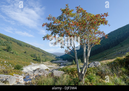 Wicklowberge, Irland im winter Stockfoto