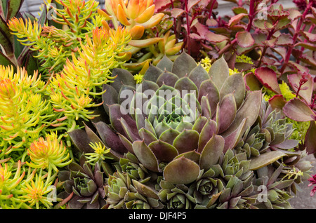 Sedum Pflanzen oder Sempervivum für nachhaltige Dach Anpflanzungen verwendet Stockfoto